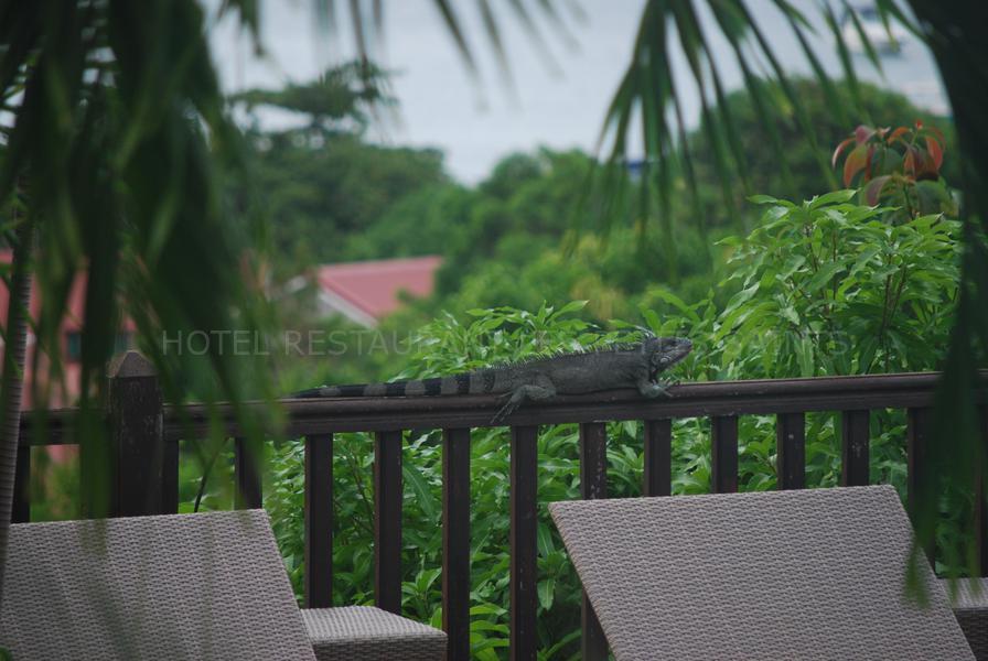 pts-hotel-iguane-01